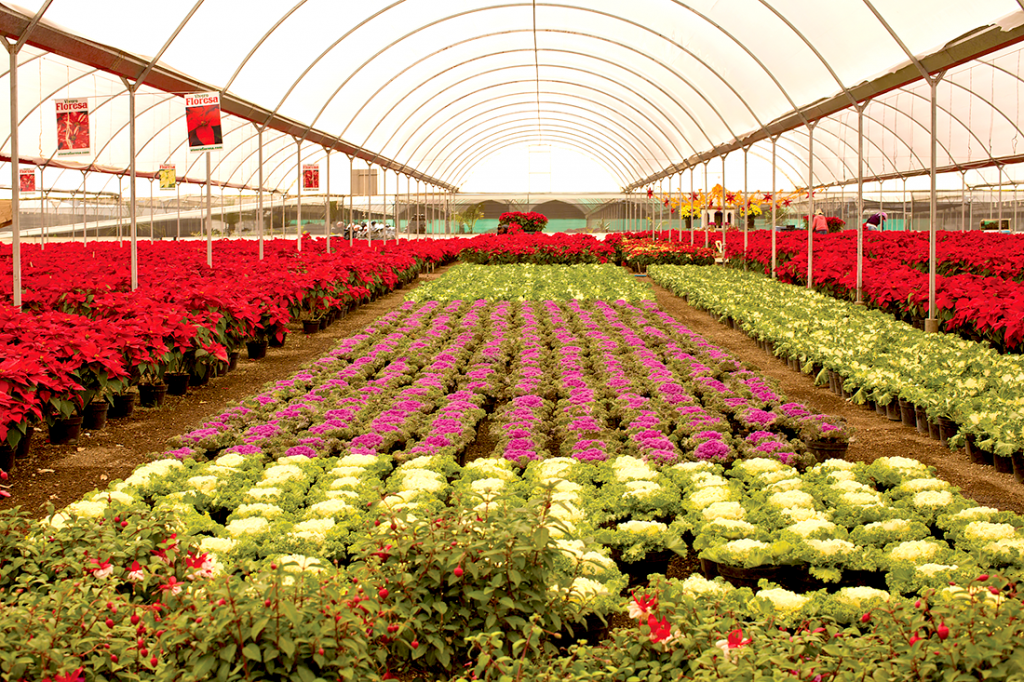 Que visitar en el pueblo mágico de Atlixco viveros de atlixco puebla